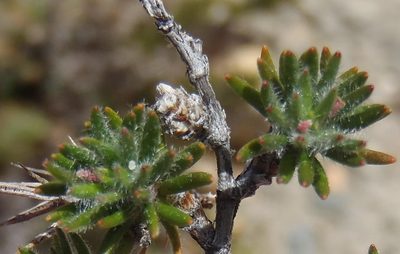 Cliffortia eriocephalina, photographed by Nicola van Berkel