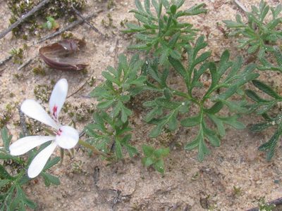 Pelargonium reflexum, photographed by douglaseustonbrown