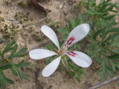 Pelargonium reflexum, photographed by douglaseustonbrown