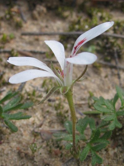 Pelargonium reflexum, photographed by douglaseustonbrown