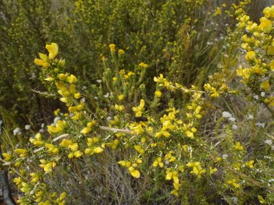 Aspalathus aciphylla, photographed by Nicola van Berkel