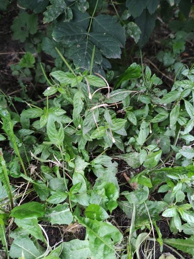 Epilobium roseum, photographed by Марина Давлетшина