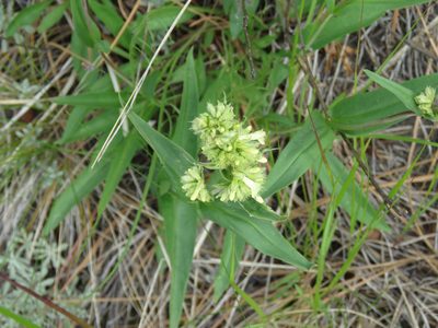 Penstemon confertus, photographed by Erin Springinotic
