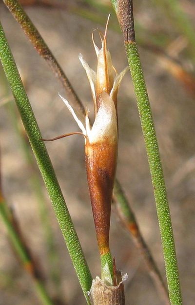 Restio longiaristatus, photographed by douglaseustonbrown