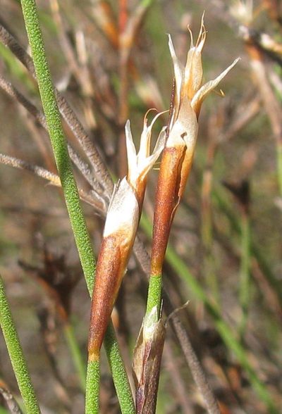 Restio longiaristatus, photographed by douglaseustonbrown
