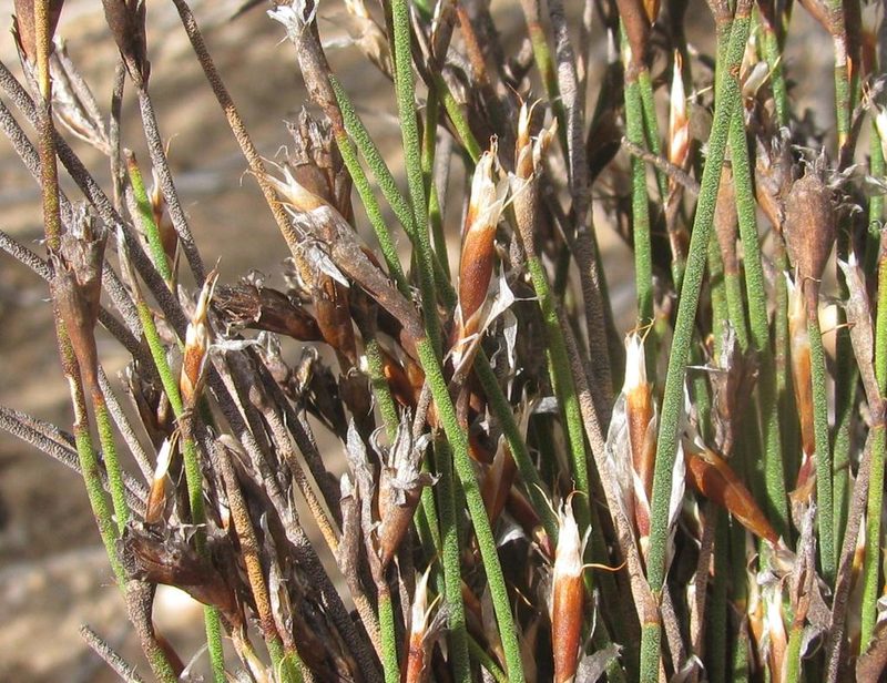 Restio longiaristatus, photographed by douglaseustonbrown