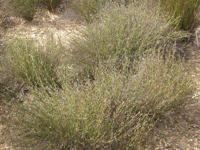 Restio longiaristatus, photographed by douglaseustonbrown