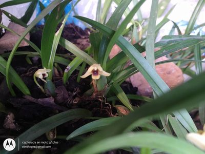Maxillaria variabilis, photographed by elmirlopez