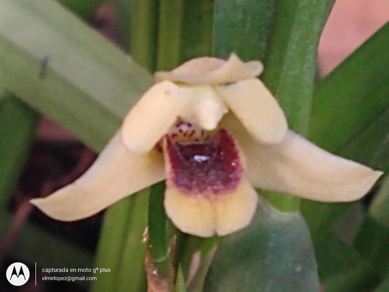 Maxillaria variabilis, photographed by elmirlopez