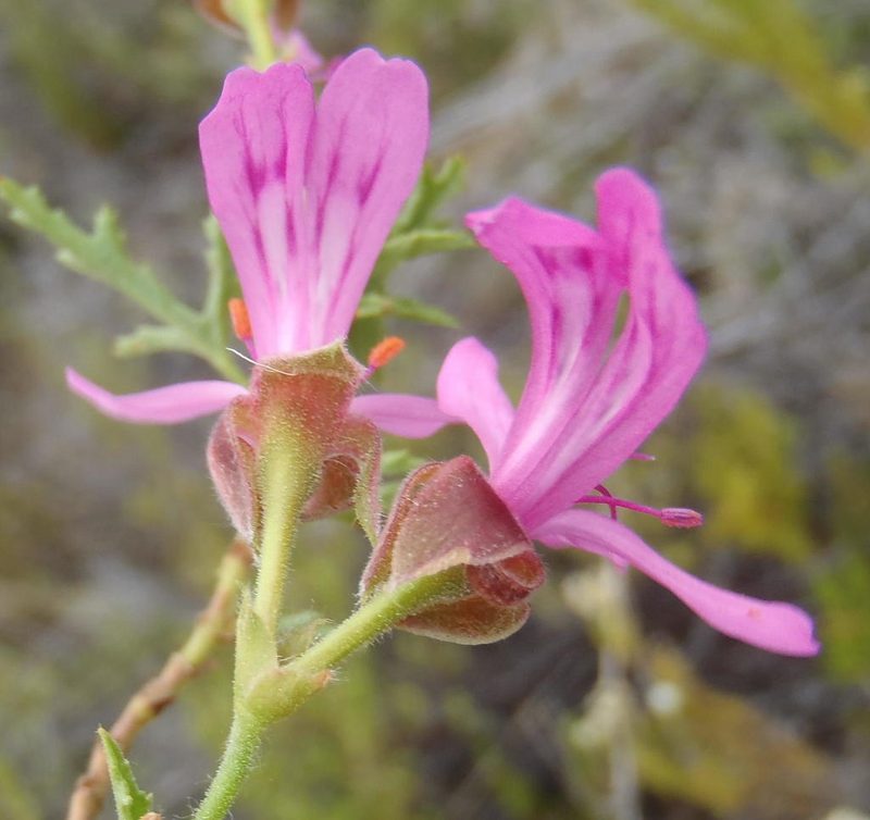 Pelargonium pseudoglutinosum, photographed by Nicola van Berkel