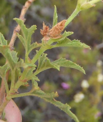 Pelargonium pseudoglutinosum, photographed by Nicola van Berkel