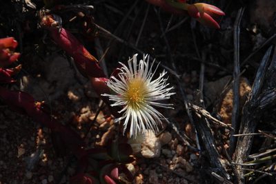 Mesembryanthemum tortuosum, photographed by Tony Rebelo
