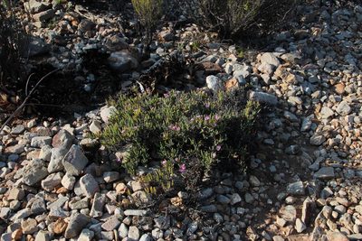 Ruschia caroli, photographed by Tony Rebelo
