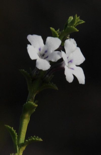 Oftia glabra, photographed by Tony Rebelo