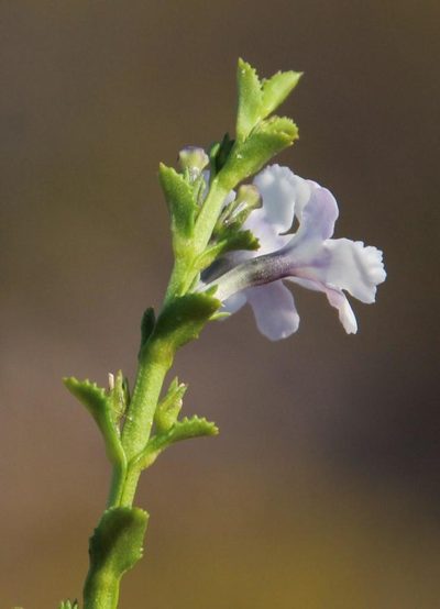 Oftia glabra, photographed by Tony Rebelo