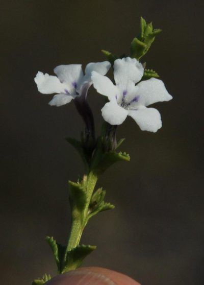Oftia glabra, photographed by Tony Rebelo