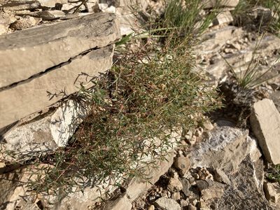 Euphorbia chaetocalyx, photographed by Cecelia Alexander