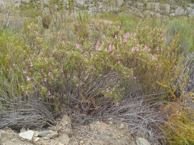 Pelargonium pseudoglutinosum, photographed by Nicola van Berkel