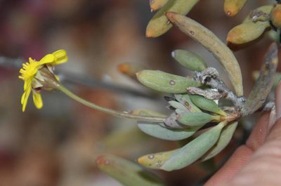 Crassothonna cacalioides, photographed by Tony Rebelo