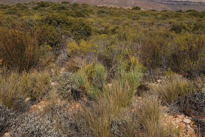 Anginon swellendamense, photographed by Tony Rebelo