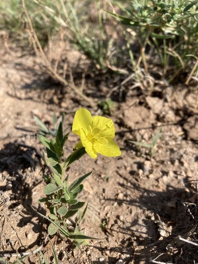 Oenothera tubicula, photographed by Cecelia Alexander
