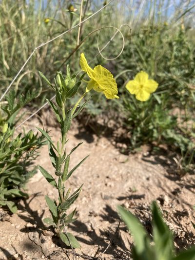 Oenothera tubicula, photographed by Cecelia Alexander