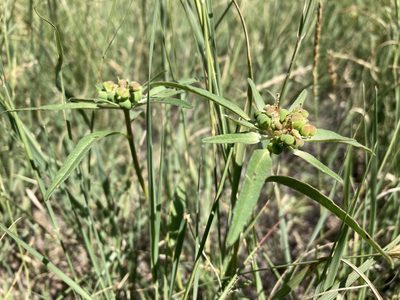 Euphorbia davidii, photographed by Cecelia Alexander