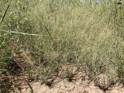 Muhlenbergia arenacea, photographed by Cecelia Alexander
