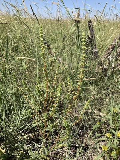 Amaranthus watsonii, photographed by Cecelia Alexander