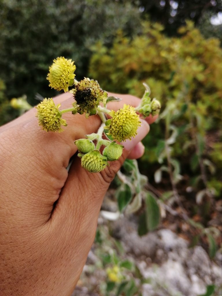 Verbesina sericea, photographed by Eugenio Padilla