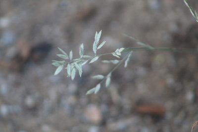 Eragrostis secundiflora, photographed by Clay