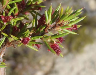 Cliffortia neglecta, photographed by Nicola van Berkel