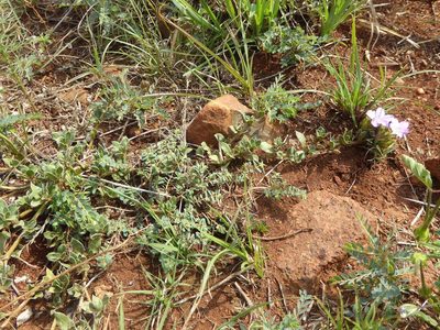 Barleria macrostegia, photographed by Andrew Hankey