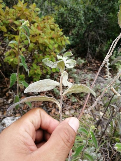 Verbesina sericea, photographed by Eugenio Padilla