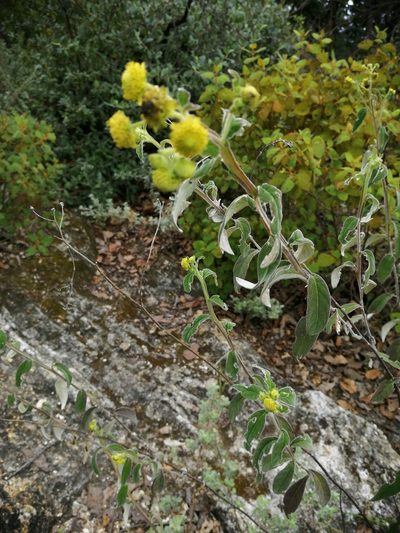 Verbesina sericea, photographed by Eugenio Padilla