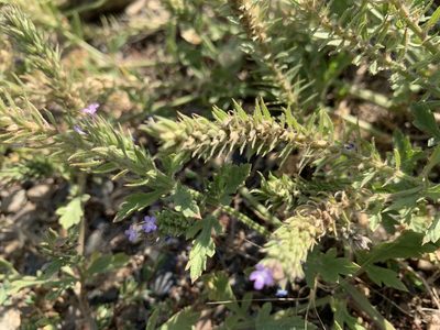 Verbena bracteata, photographed by mark-groeneveld