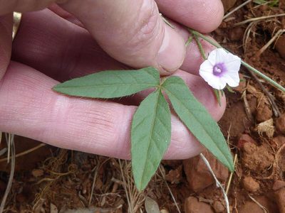 Ipomoea magnusiana, photographed by Andrew Hankey