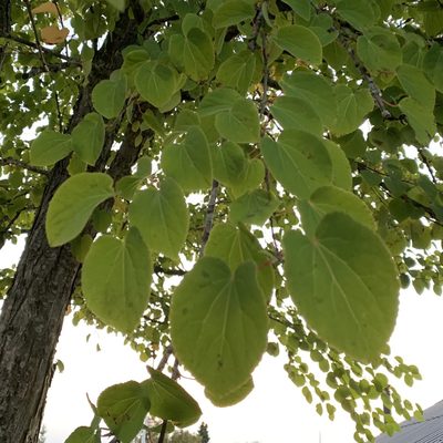 Cercidiphyllum japonicum, photographed by Neal Kelso