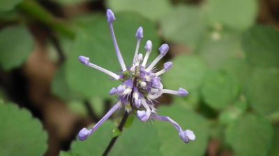 Plectranthus ambiguus, photographed by Shaun Swanepoel