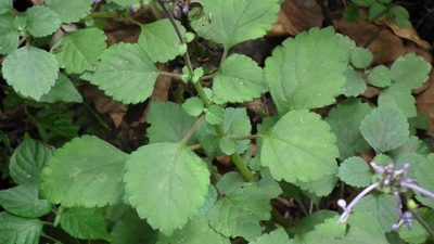 Plectranthus ambiguus, photographed by Shaun Swanepoel