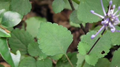 Plectranthus ambiguus, photographed by Shaun Swanepoel