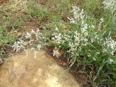 Ouret leucura, photographed by Andrew Hankey