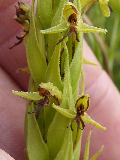 Habenaria pseudociliosa, photographed by Andrew Hankey