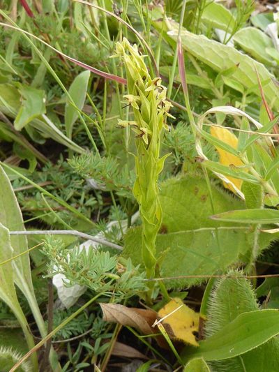 Habenaria pseudociliosa, photographed by Andrew Hankey