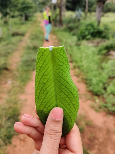 Euphorbia umbellata, photographed by Chayant Gonsalves