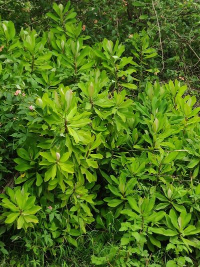 Euphorbia umbellata, photographed by Chayant Gonsalves