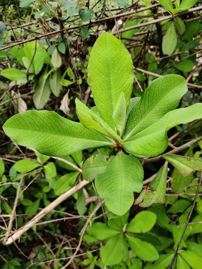 Euphorbia umbellata, photographed by Chayant Gonsalves