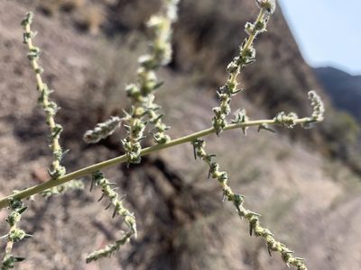 Bassia hyssopifolia, photographed by mark-groeneveld