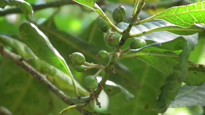 Xymalos monospora, photographed by Shaun Swanepoel