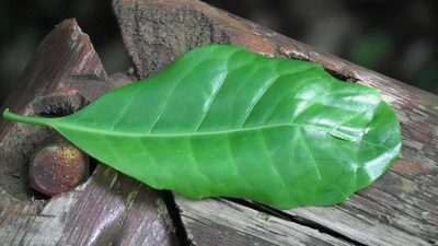 Xymalos monospora, photographed by Shaun Swanepoel